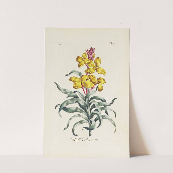 Wall Flower (1770) by Carington Bowles