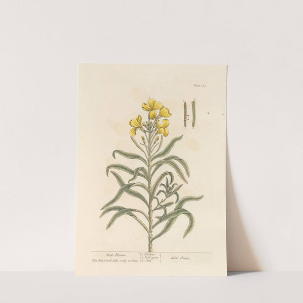 Wall-flower by Elizabeth Blackwell