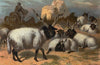 Wallachian Sheep.