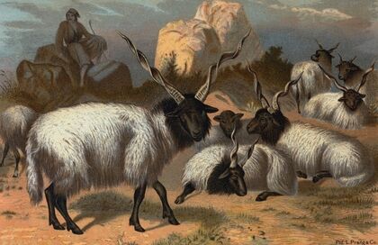 Wallachian Sheep.
