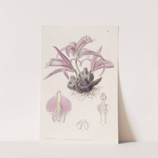 Wallich’s Caelogyne (1815-1819) by Sydenham Edwards