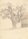 Walnut Tree