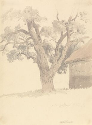 Walnut Tree