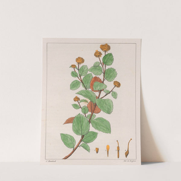 Waltheria Douradinha (1824-1828) by Auguste de Saint-Hilaire