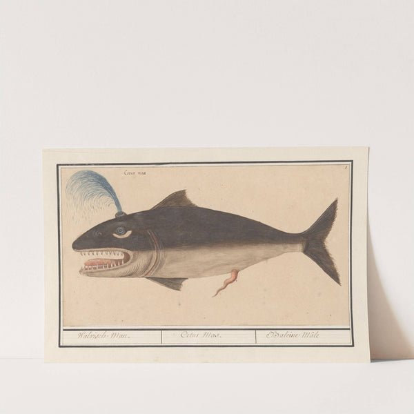Walvis (Cetus) Walvisch Man. Cetus Mas. Baleine Mâle (1596-1610) by Anselmus Boëtius de Boodt