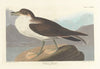 Wandering shearwater