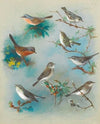 Warbler And Wrens (1913)