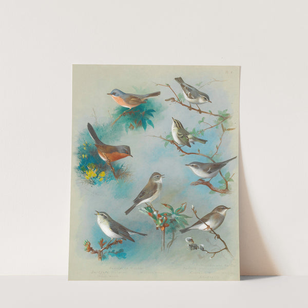 Warbler And Wrens (1913) by Archibald Thorburn
