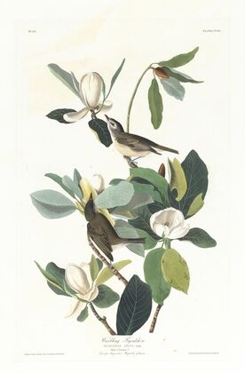 Warbling flycatcher