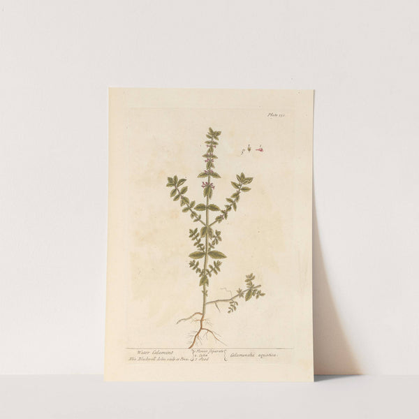 Water calamint by Elizabeth Blackwell