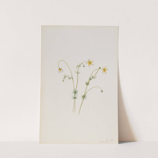 Water Crowfoot (Batrachium trichophyllum) (1918) by Mary Vaux Walcott