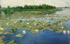 Water lilies