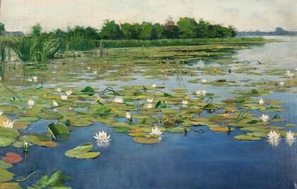 Water lilies