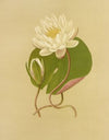Water Lily (1887)