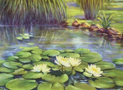 Water lily