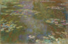 Water Lily Pond