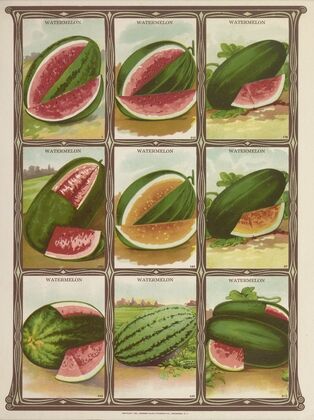 Watermelon (1921)