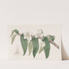 Watery Dendrobium (1815-1819) by Sydenham Edwards
