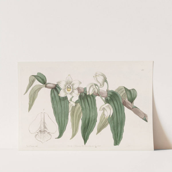 Watery Dendrobium (1815-1819) by Sydenham Edwards