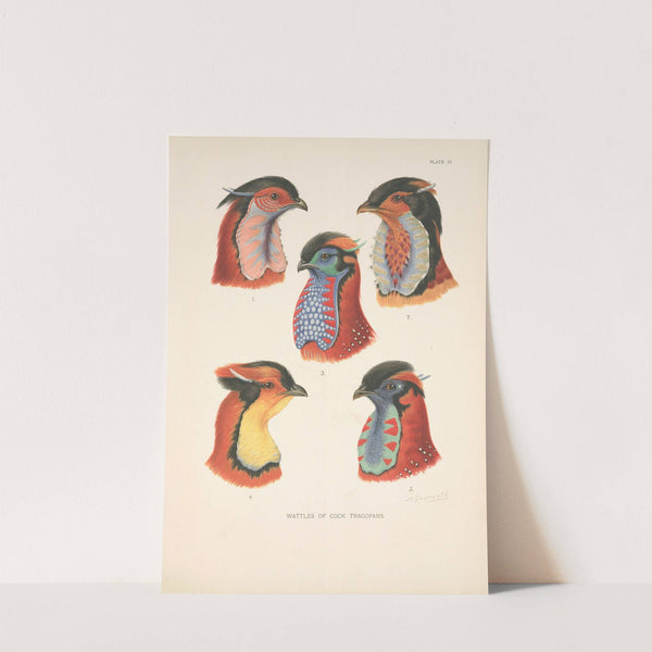 Wattles of Cock Tragopans. (1918-1922) by Henrik Gronvold