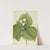 Wax Trillium (Trillium album) (1921) by Mary Vaux Walcott
