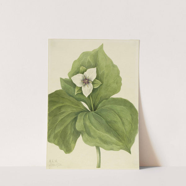 Wax Trillium (Trillium album) (1921) by Mary Vaux Walcott