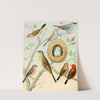 Waxbills,Saffron Finch,African Fire Flnch by W. A . Blakston