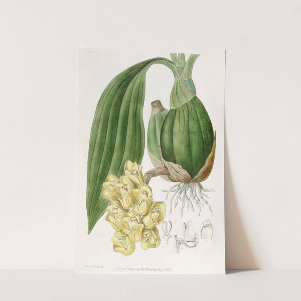 Waxen Dove-flower (1815-1819) by Sydenham Edwards