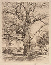 Wayside Inn Oaks in Spring (1926)