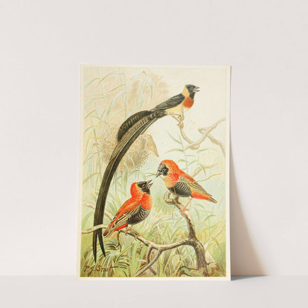 Weaver Birds (1893-1896) by Pierre Jacques Smit