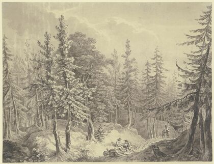 Weg durch einen dichten Tannenwald