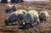 Weidende Schnucken in sonniger Heide (1901-1904)