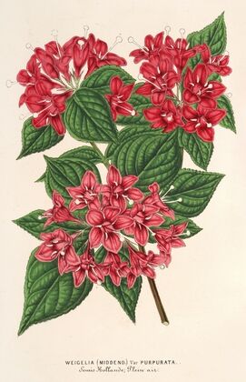 Weigelia Middendorffiana, var. purpurata