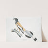 Weigler, Rufons Magpie, Pica Vagabunga. Natives of Calcutta. by John Edward Gray