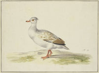 Weiße Ente mit braunen Flügeln, roten Füßen und Schnabel