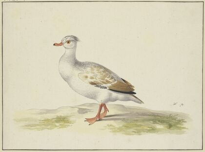 Weiße Ente mit braunen Flügeln, roten Füßen und Schnabel