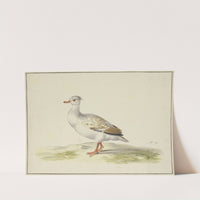 Weiße Ente mit braunen Flügeln, roten Füßen und Schnabel by Pieter Holsteijn