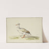 Weiße Ente mit braunen Flügeln, roten Füßen und Schnabel by Pieter Holsteijn