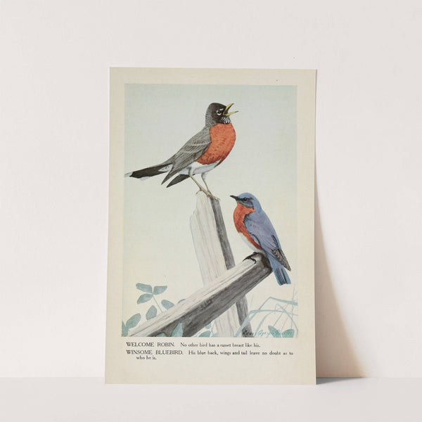 Welcome Robin, Winsome Bluebird by Louis Agassiz Fuertes