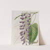 West-Indian Cow-itch Plant by Sydenham Edwards