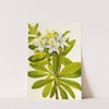 Western Azalea (Rhododendron occidentale) by Mary Vaux Walcott