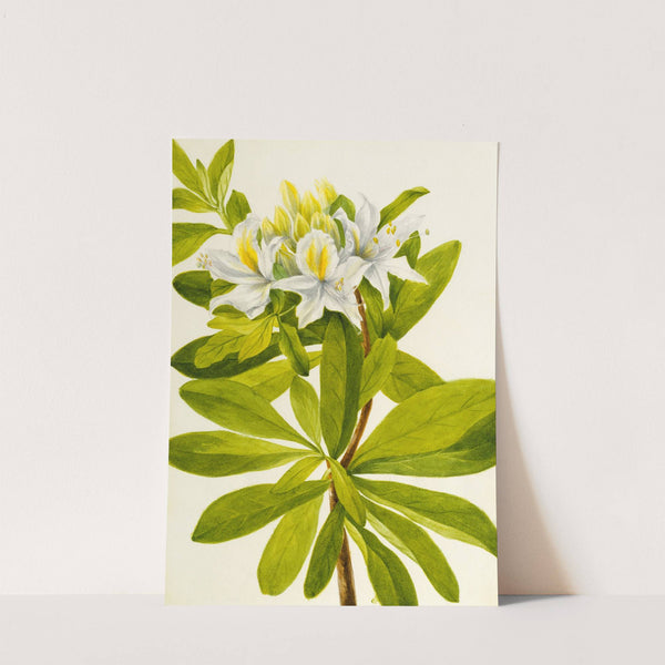Western Azalea (Rhododendron occidentale) by Mary Vaux Walcott