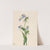 Western Bluebells (Mertensia paniculata) (1920) by Mary Vaux Walcott