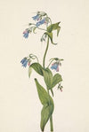 Flower Study (ca. 1900-1930)