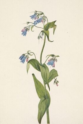 Flower Study (ca. 1900-1930)
