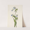 Western Bluebells. Mertensia paniculata (1925) by Mary Vaux Walcott