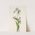 Western Bluebells. Mertensia paniculata (1925) by Mary Vaux Walcott
