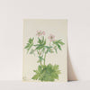 Western Cranesbill (Geranium viscosissimum) (1925) by Mary Vaux Walcott