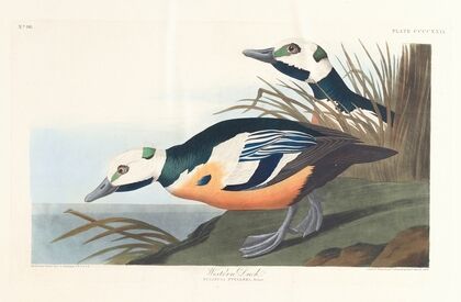 Western duck