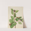 Western Green Alder (Alnus sinuata) (1922) by Mary Vaux Walcott